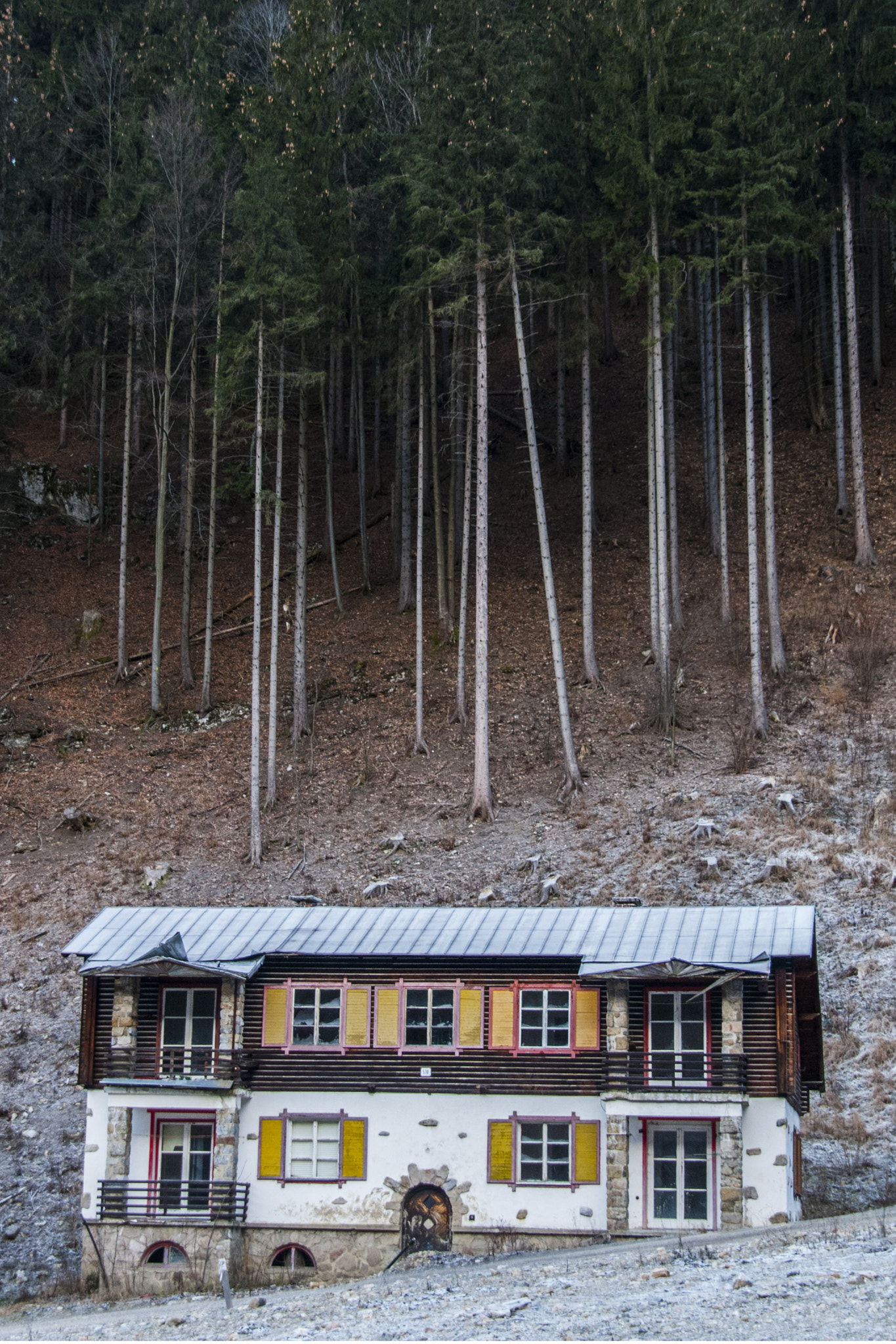 Sigma 18-200mm F3.5-6.3 DC OS HSM sample photo. Under forest photography