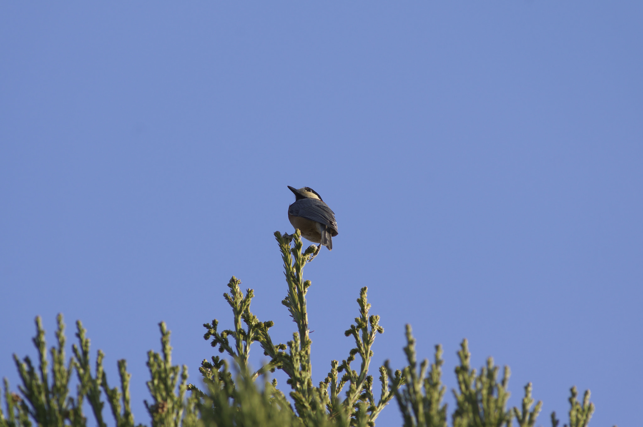 Pentax K-3 sample photo. Varied tit photography