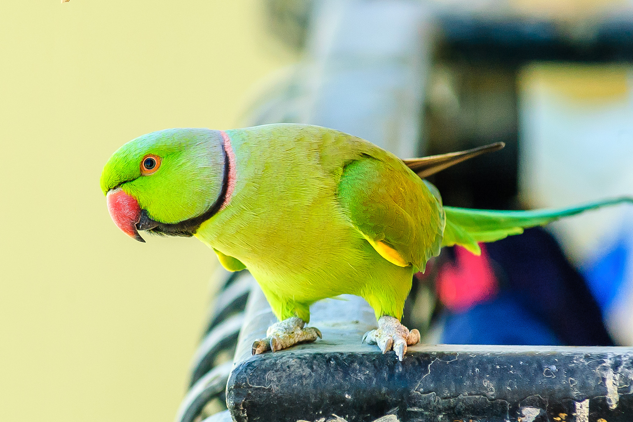 AF Zoom-Nikkor 80-200mm f/2.8 ED sample photo. Parrot close up photography