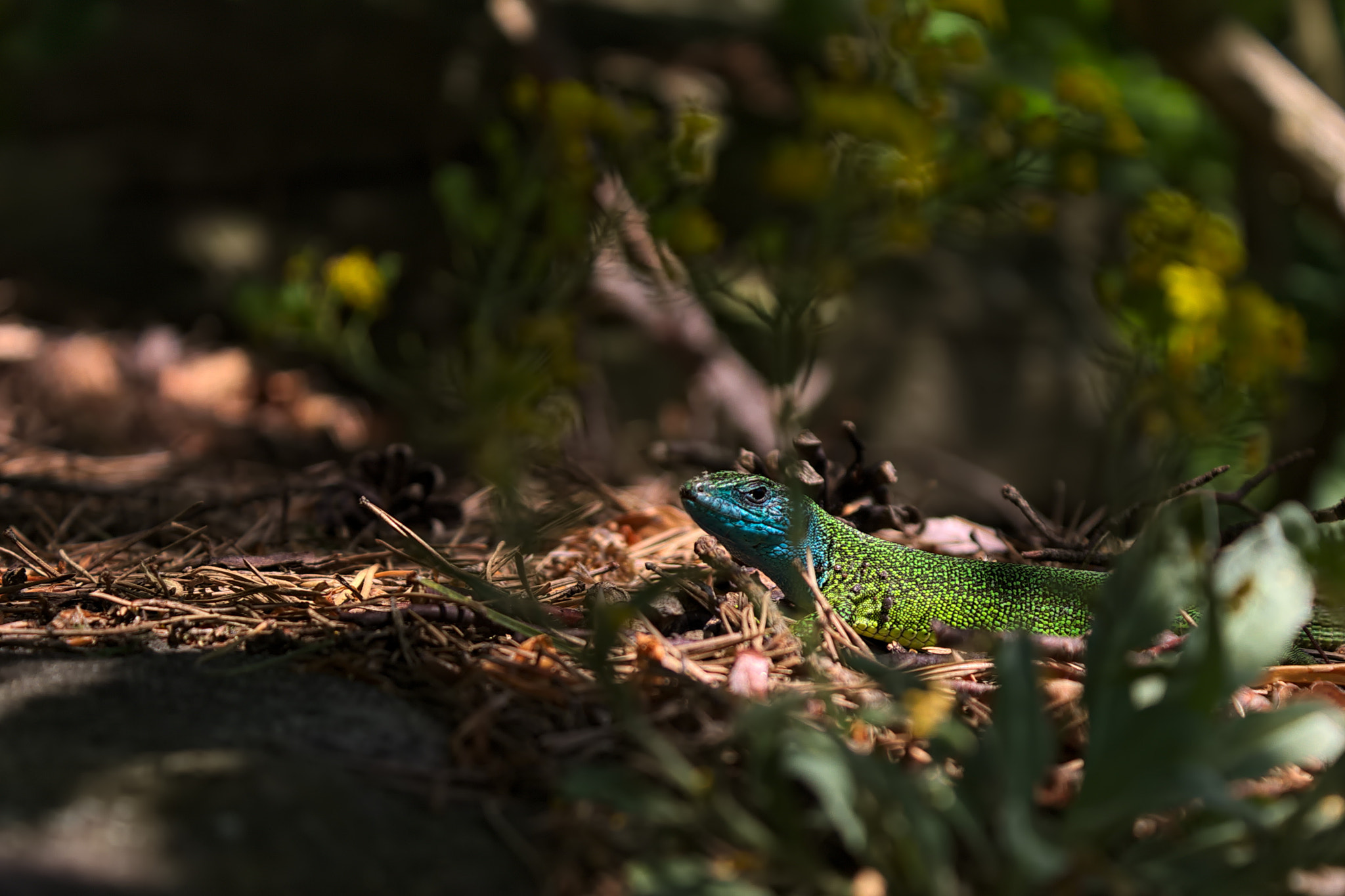 Canon EF-S 18-55mm F3.5-5.6 III sample photo. Greenlizard photography