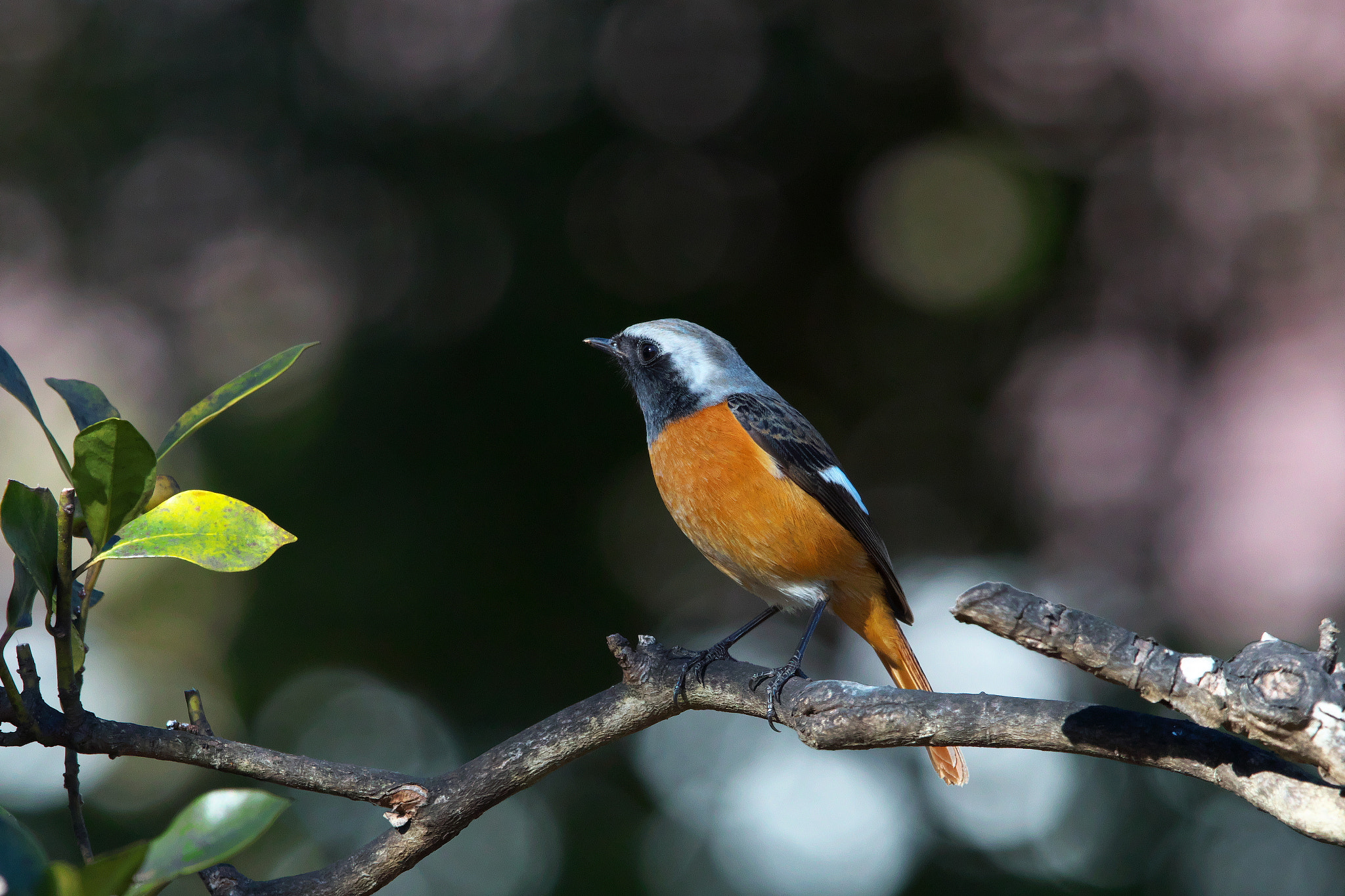 Canon EF 600mm F4L IS II USM sample photo. Redstart photography