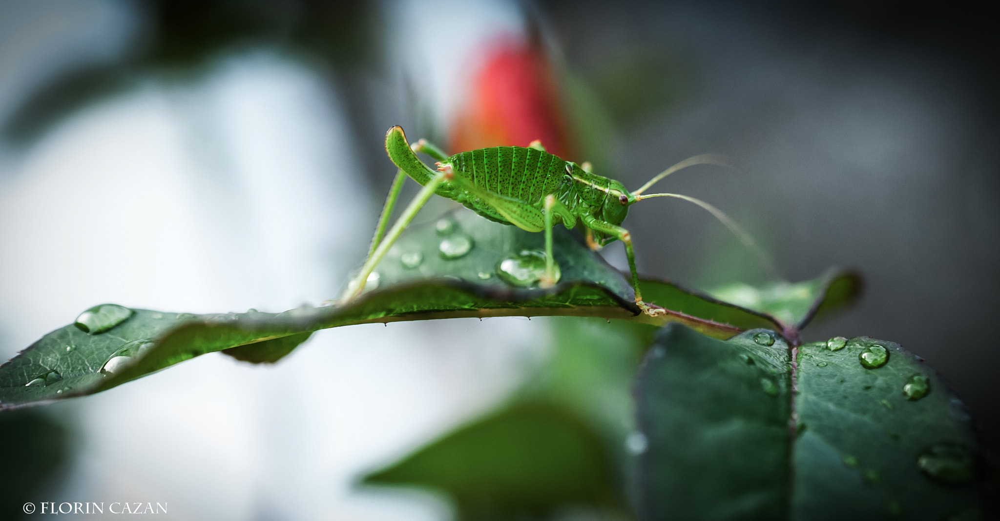 Nikon AF-S DX Micro Nikkor 40mm F2.8 sample photo. Verde photography