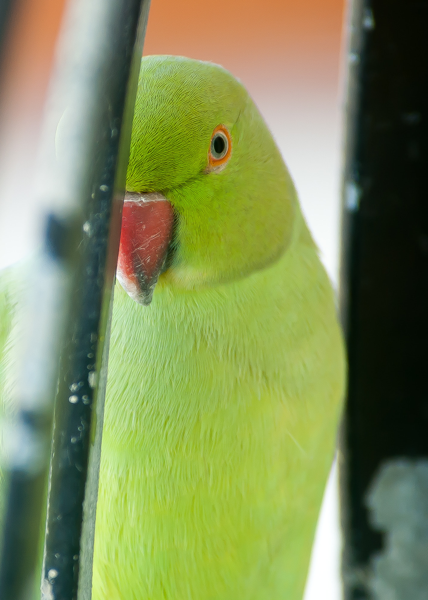 Nikon D70 sample photo. Parrot one eye close up photography
