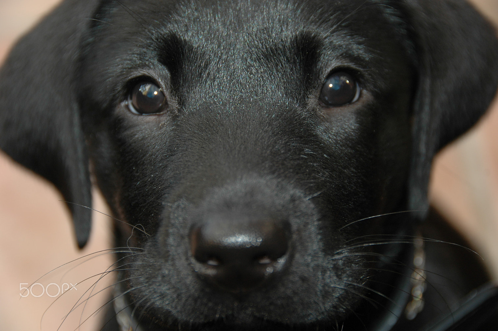 Nikon D70s sample photo. Young face photography