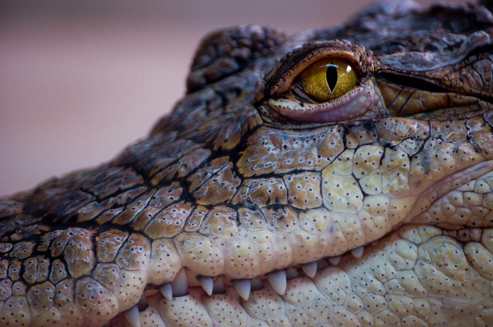 Nikon D50 + Sigma 55-200mm F4-5.6 DC sample photo. Croco photography