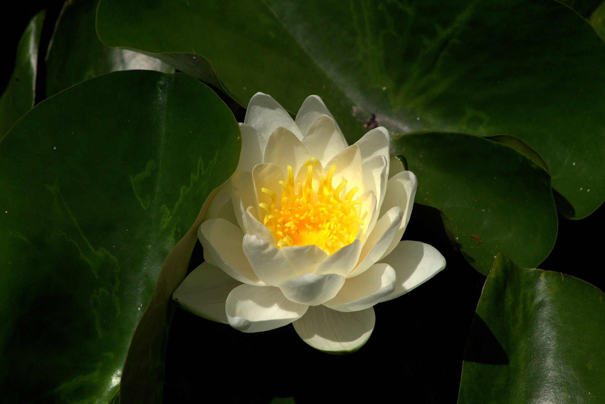 Canon EOS 100D (EOS Rebel SL1 / EOS Kiss X7) sample photo. Lotus photography