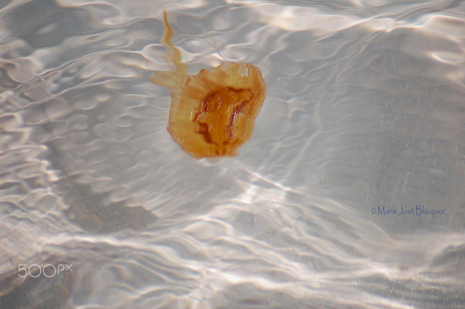 Nikon D40 sample photo. Jellyfish photography