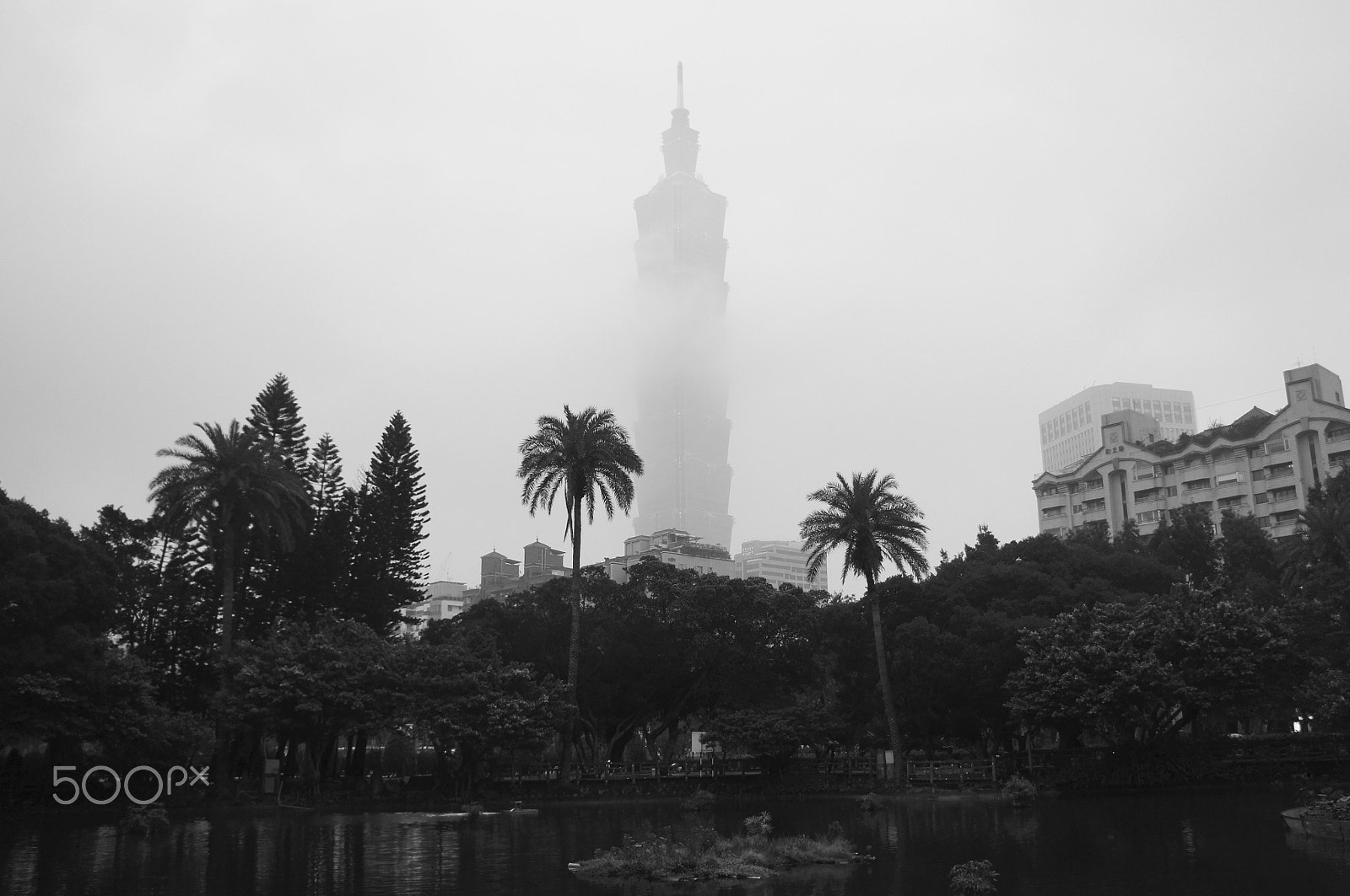 Sony Alpha NEX-C3 sample photo. Taipei palm tree photography