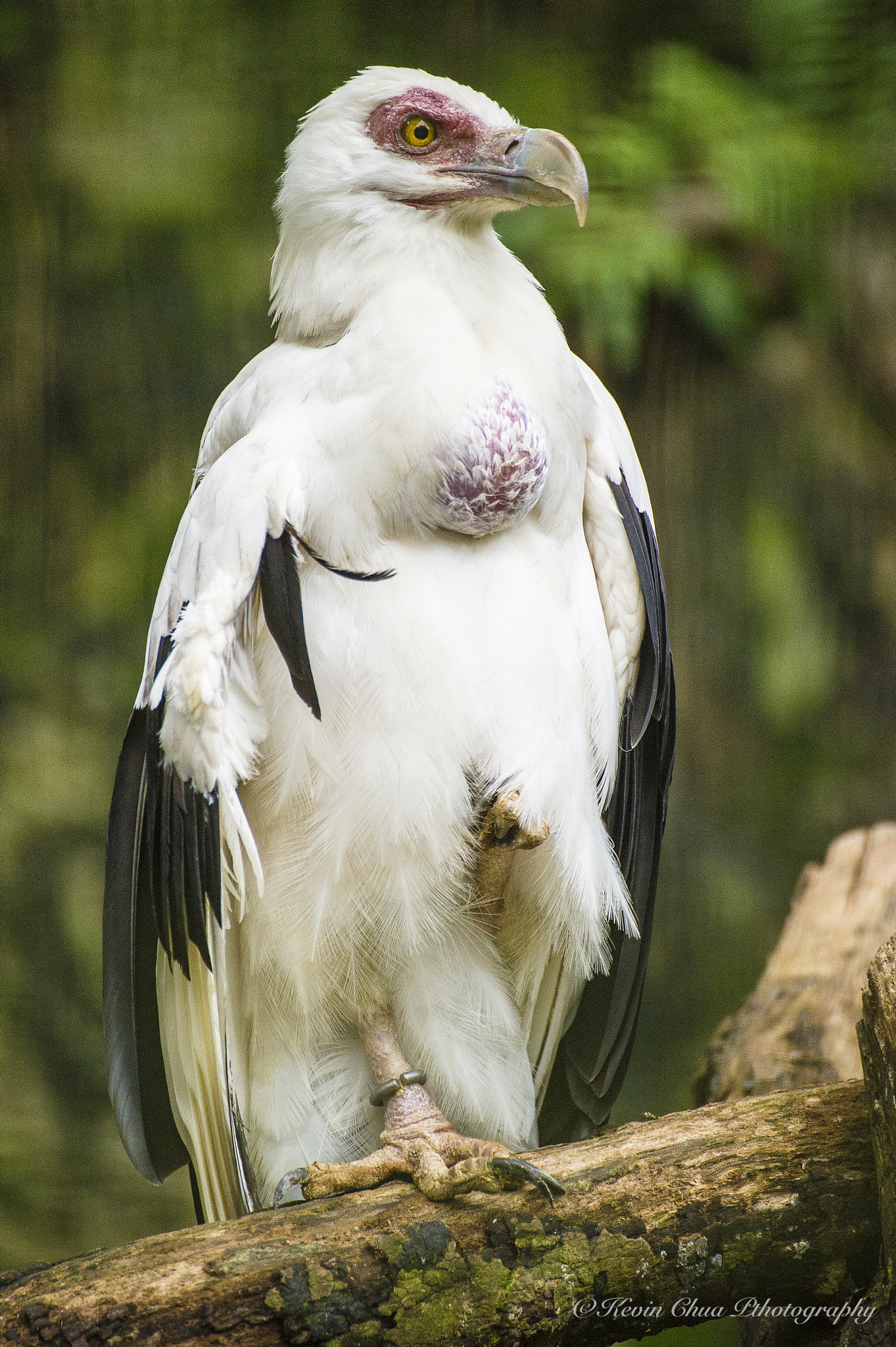 Nikon D3S sample photo. Eagle photography