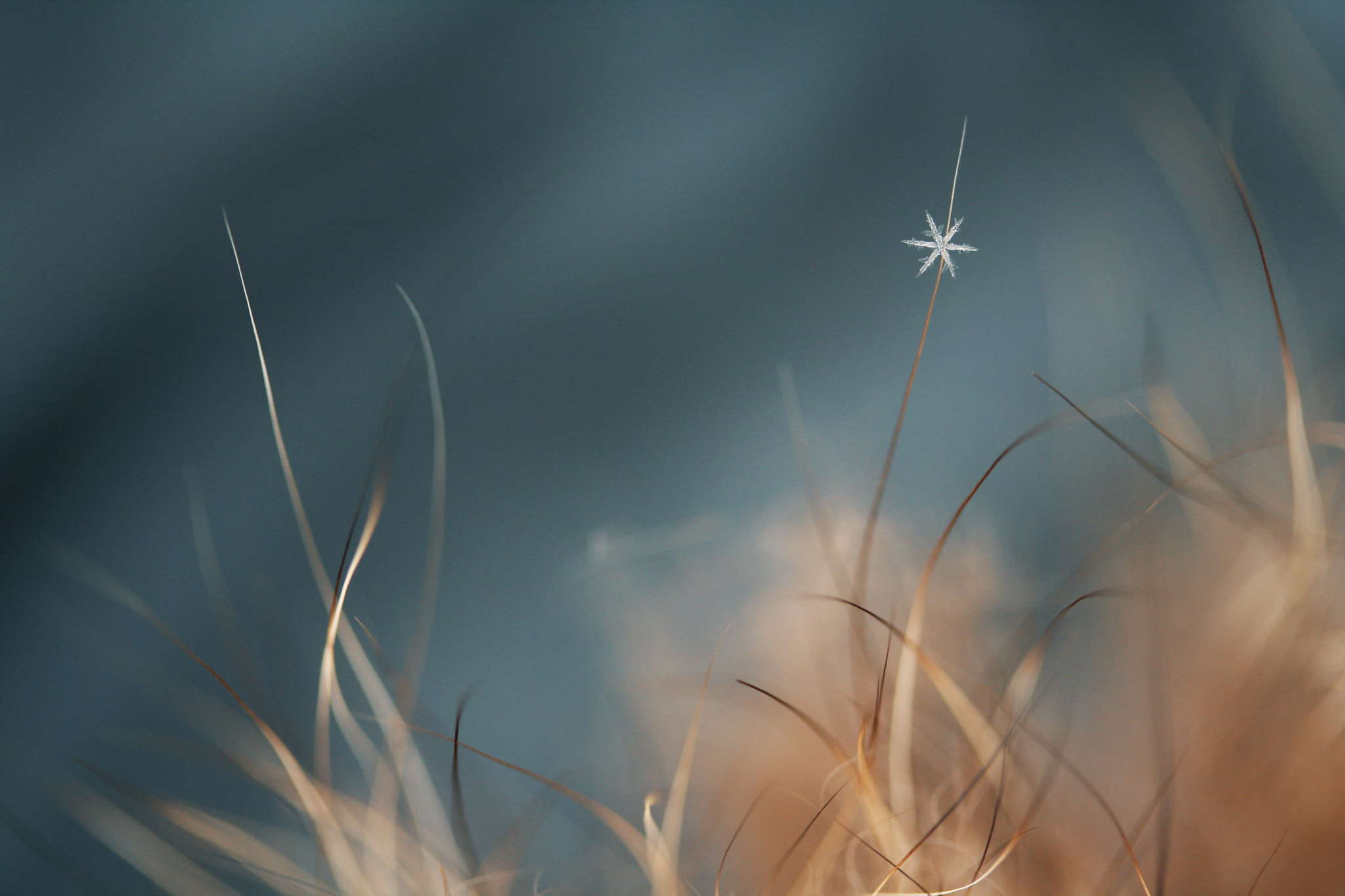 Canon EF-S 60mm F2.8 Macro USM sample photo. The brightest star in wonderland photography