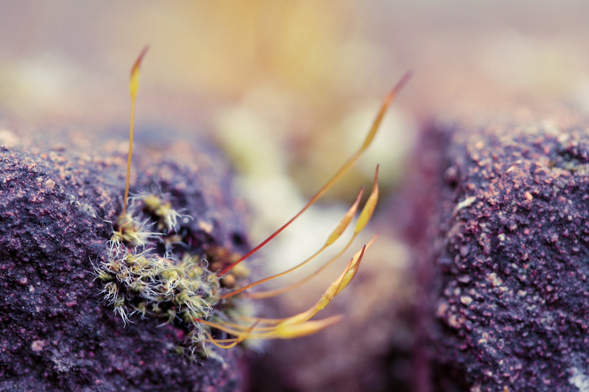 Canon EF-S 60mm F2.8 Macro USM sample photo. The other side photography