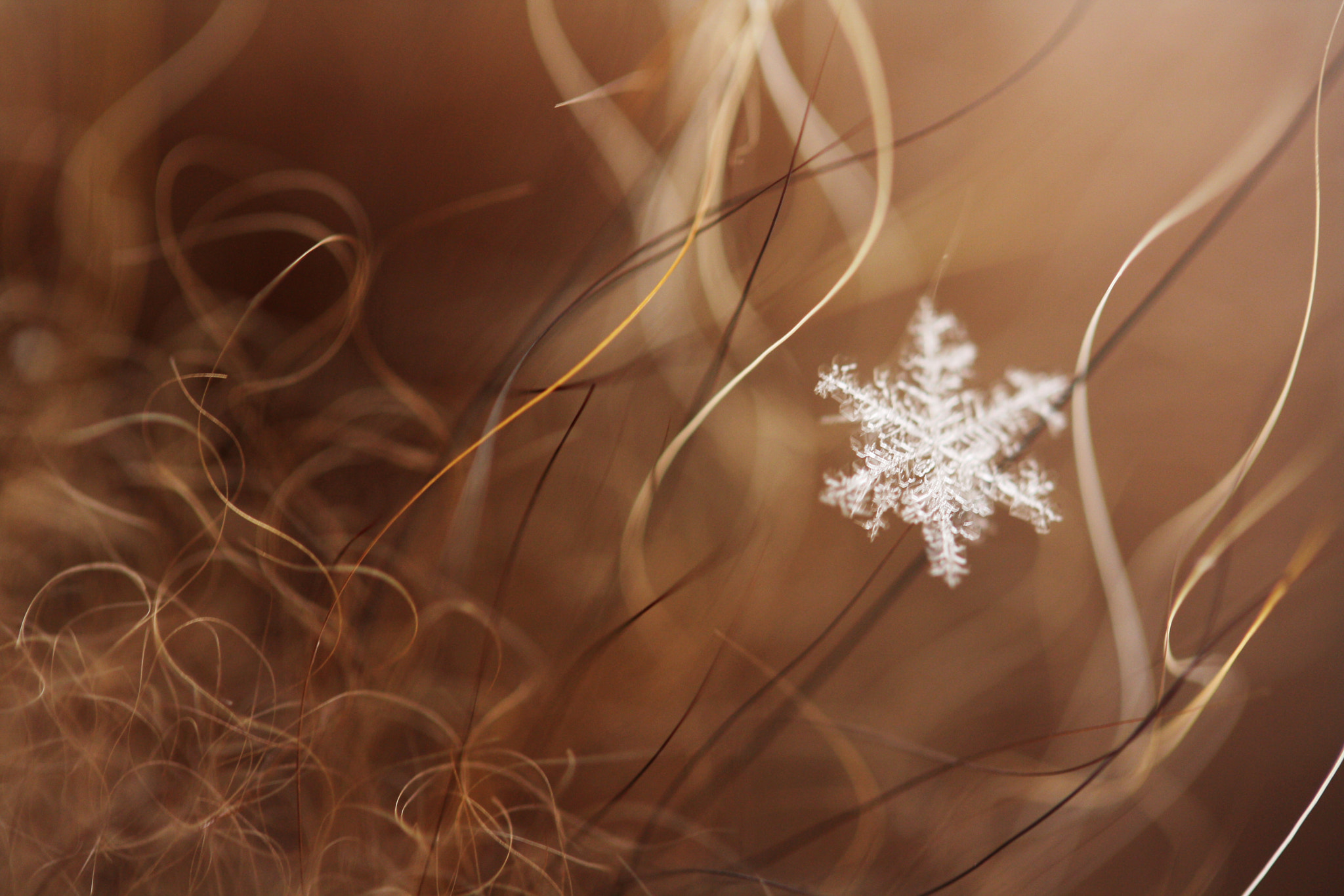 Canon EF-S 60mm F2.8 Macro USM sample photo. Trapped in happines photography