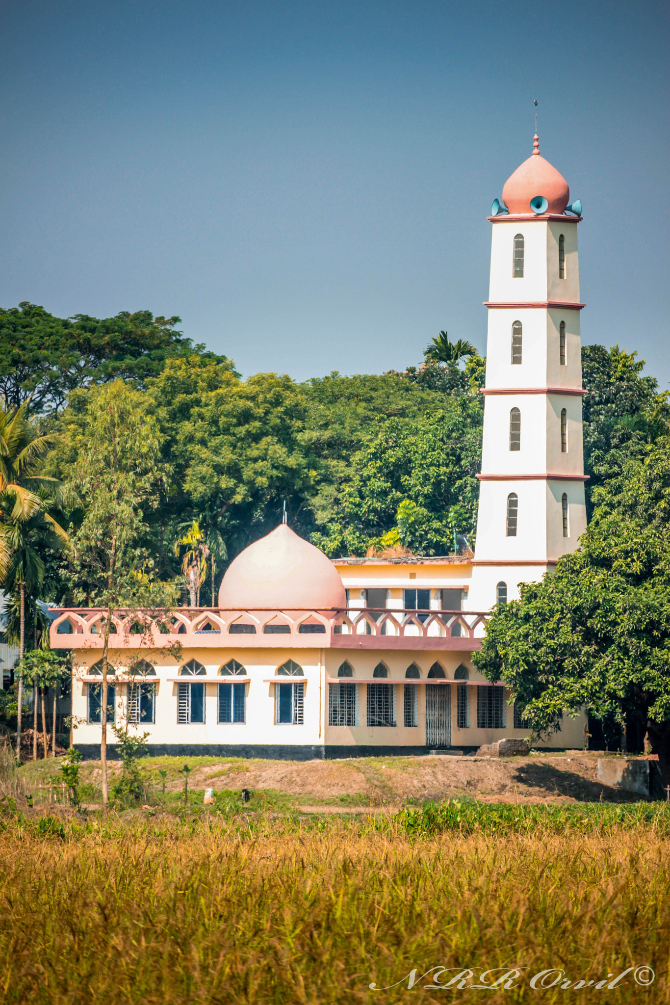 Canon EF-S 55-250mm F4-5.6 IS STM sample photo. Tangail photography