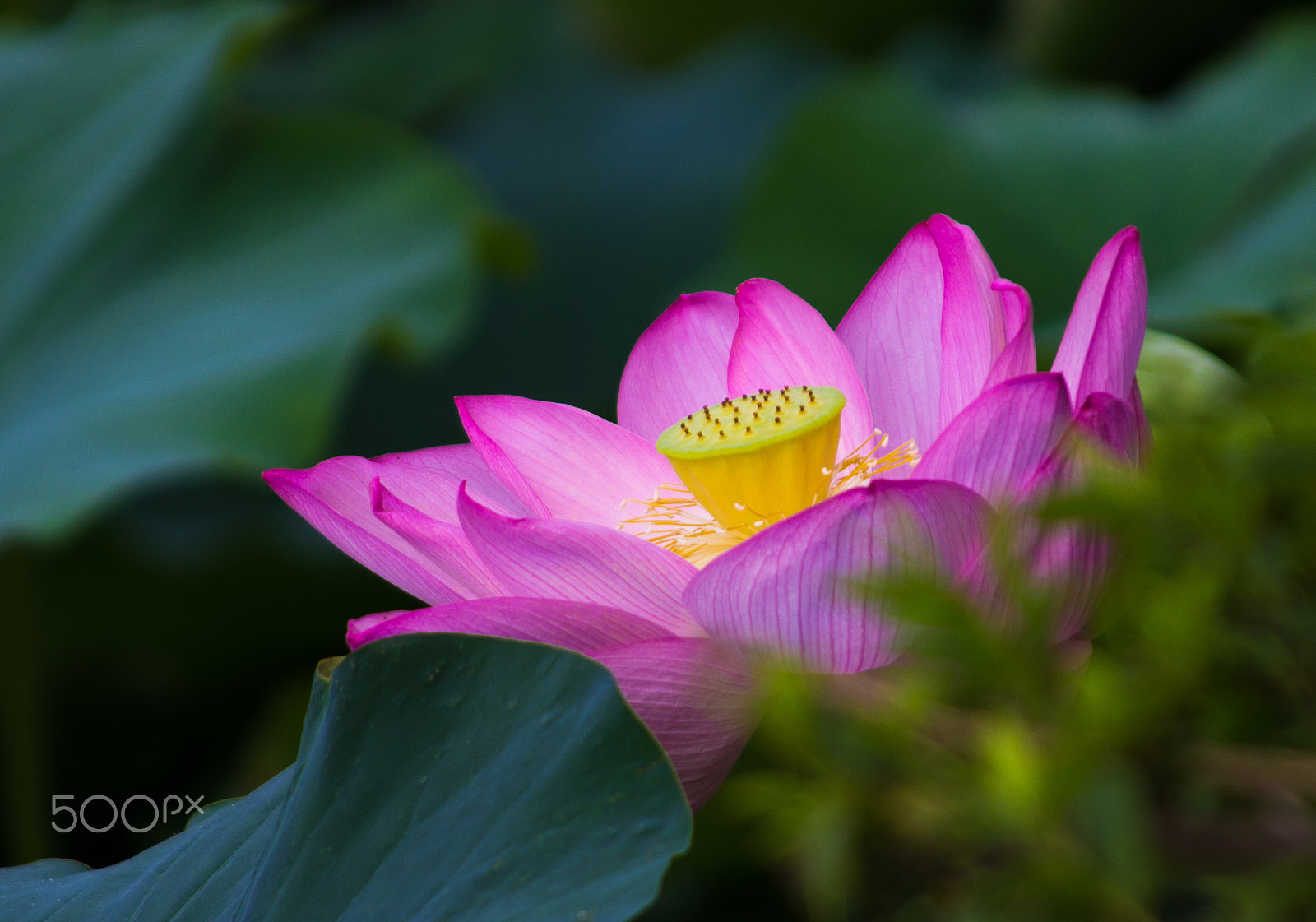 Pentax K-5 sample photo. Oga lotus in odawara, japan. photography