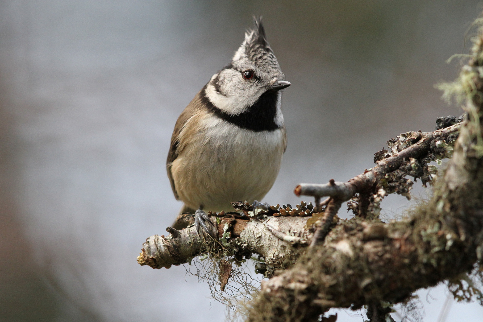 Canon EF 500mm F4L IS II USM sample photo. Crested tit 1 photography