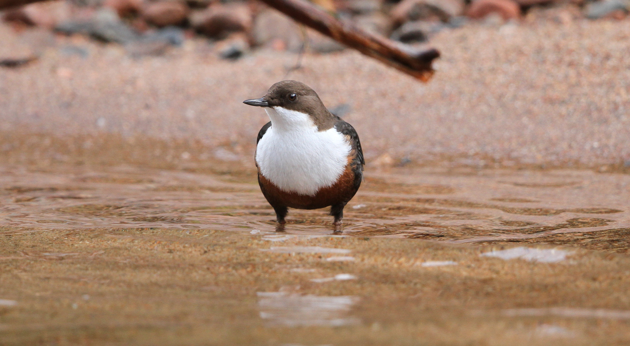 Canon EF 500mm F4L IS II USM sample photo. Dipper 2 photography