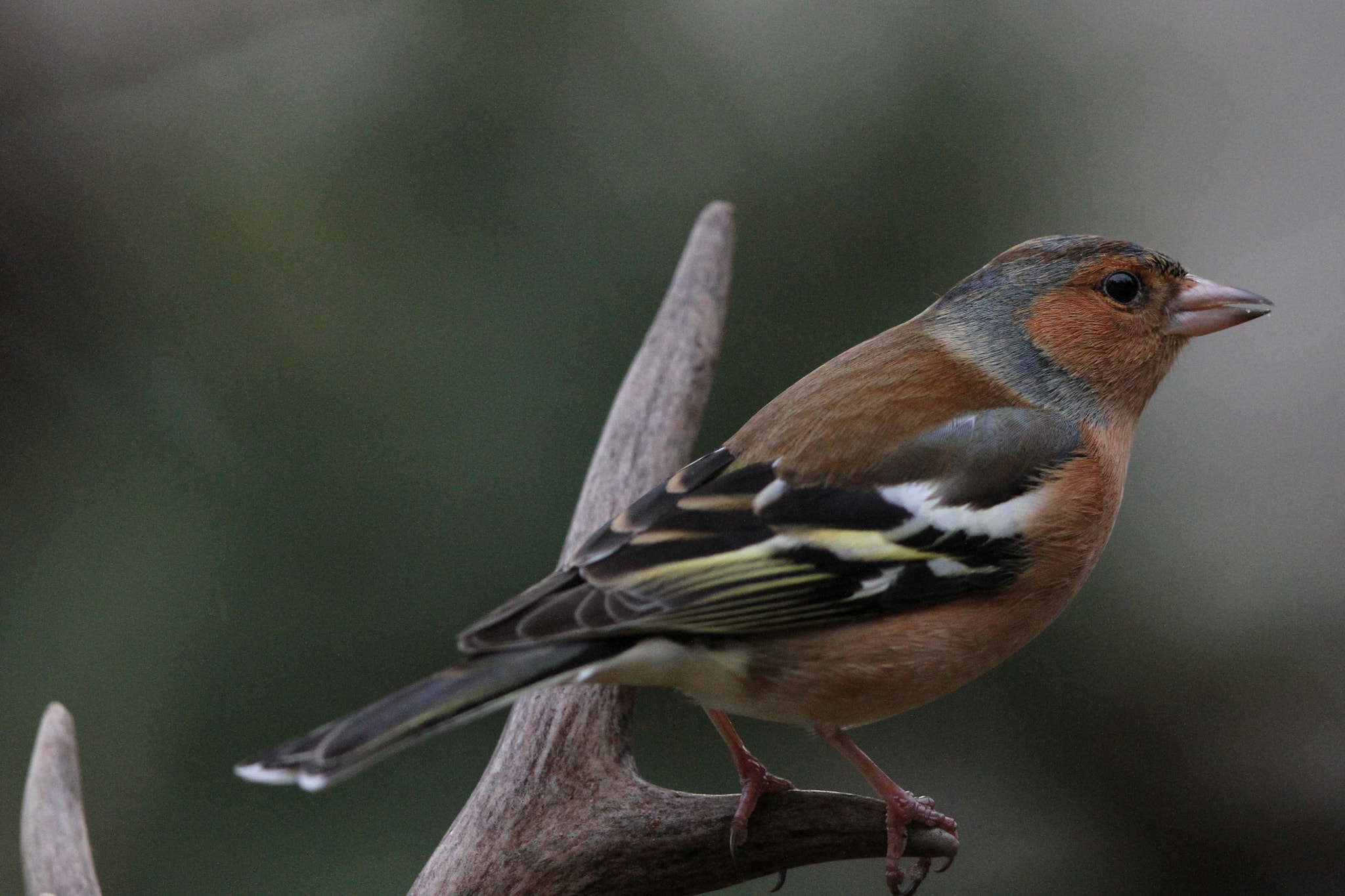 Canon EF 500mm F4L IS II USM sample photo. Chaffinch on deer antler photography