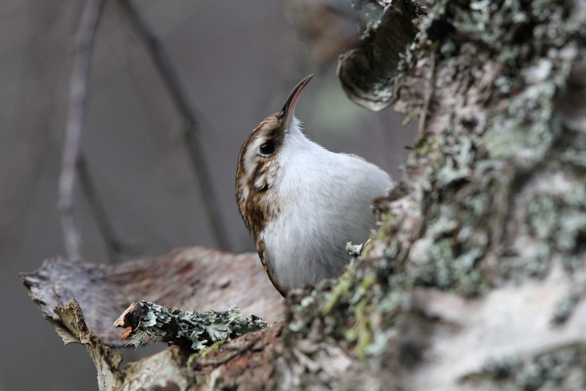 Canon EF 500mm F4L IS II USM sample photo. Treecreeper 1 photography