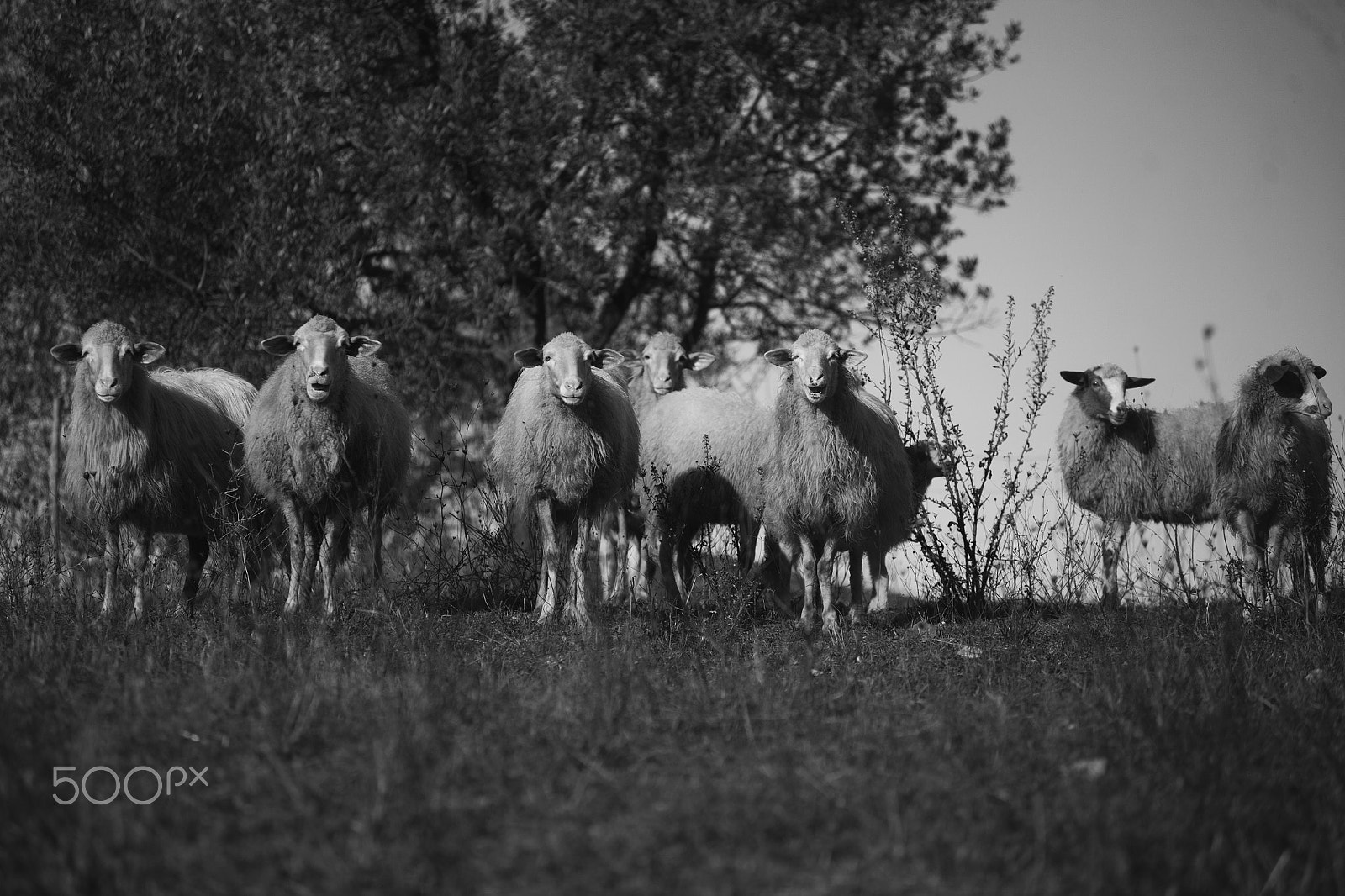 Canon EF 80-200mm f/2.8L sample photo. Pecore al pascolo photography