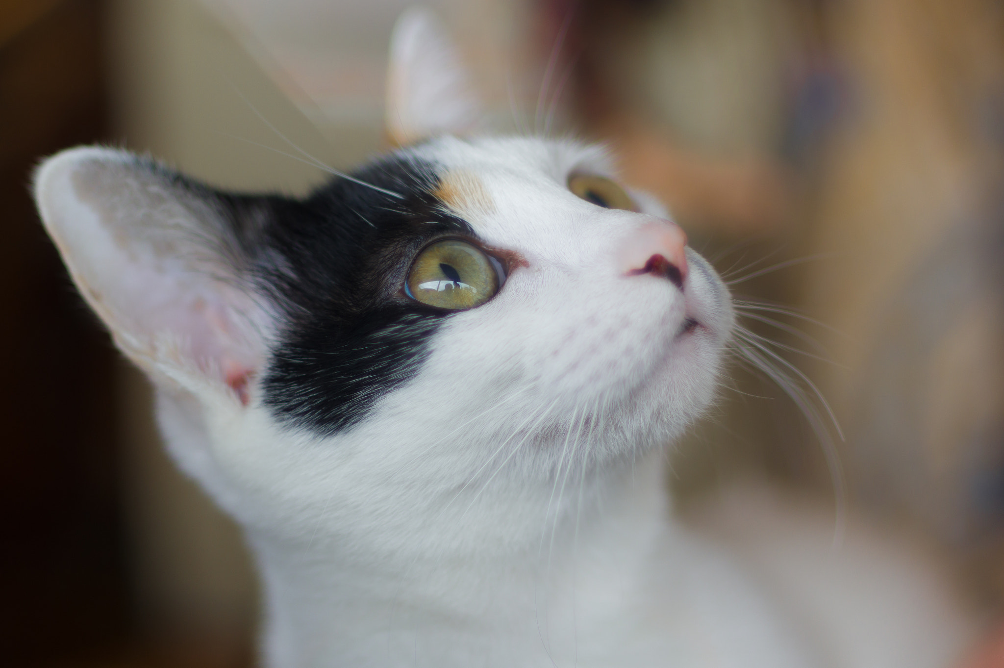 Pentax smc DA* 55mm F1.4 SDM sample photo. Imgp2530-1.jpg photography