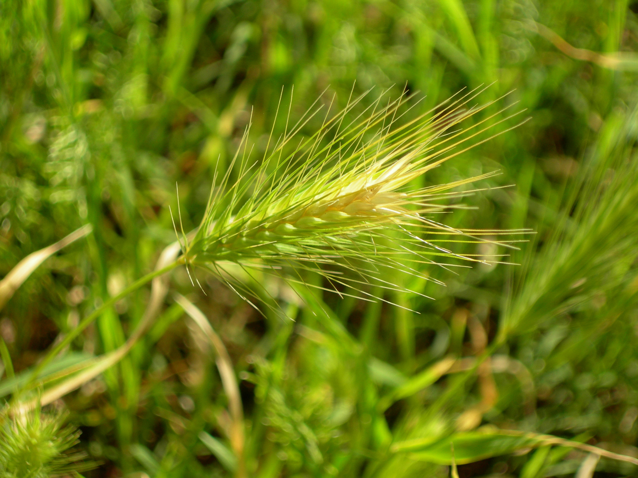 Nikon E7600 sample photo. Spring wheat, italy photography