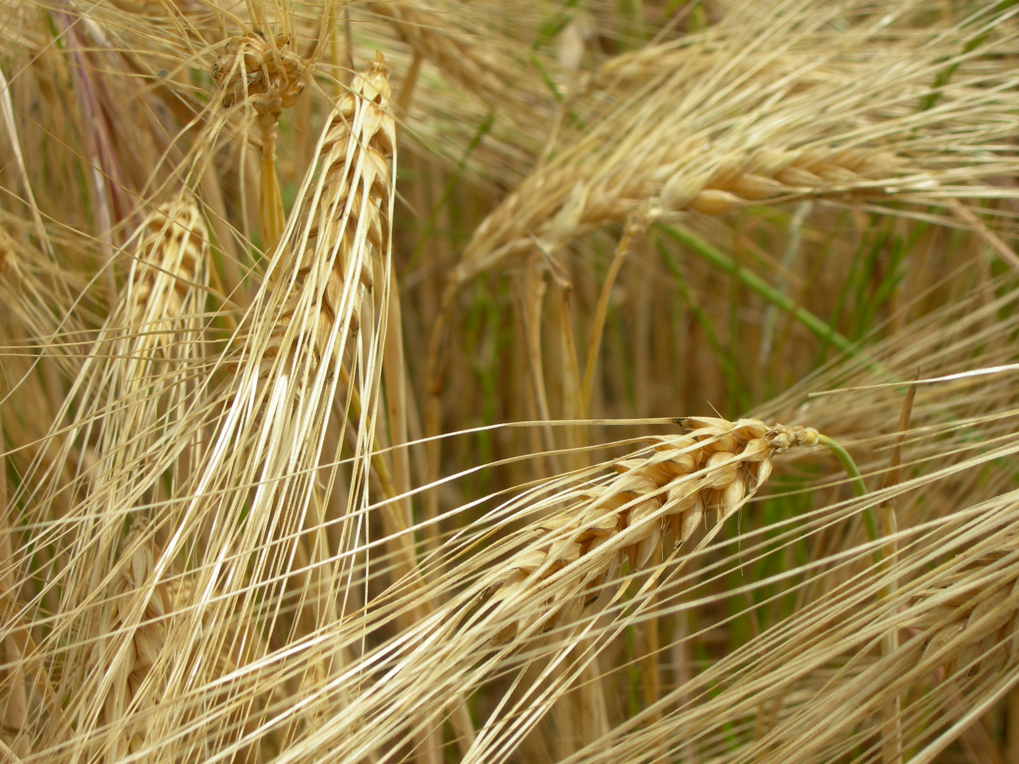 Nikon E7600 sample photo. Autumn harvest, orvieto, italy. photography