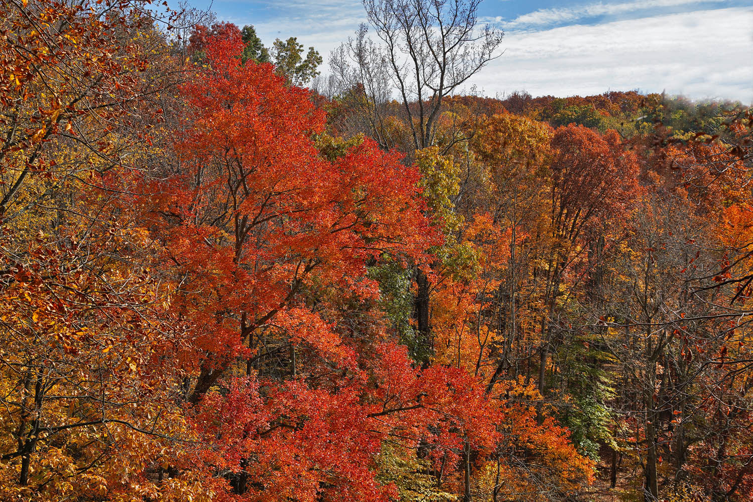 24-105mm F4 G SSM OSS sample photo. Maple majesty photography