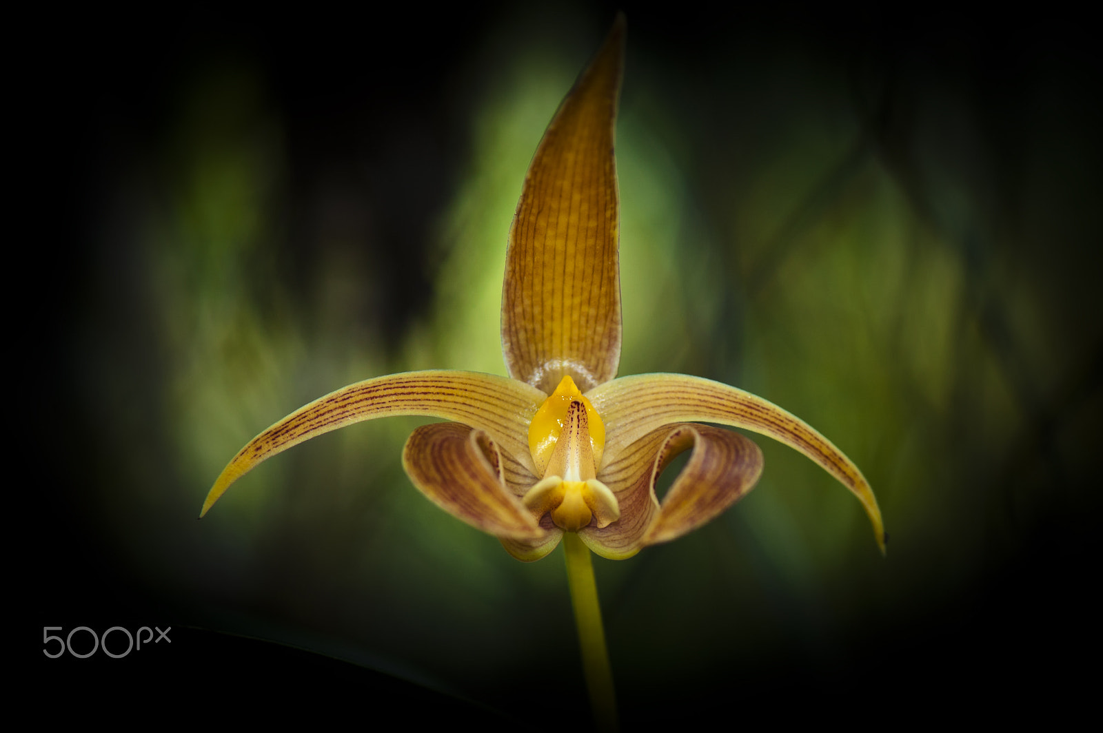 Nikon D70s sample photo. Special orchid photography