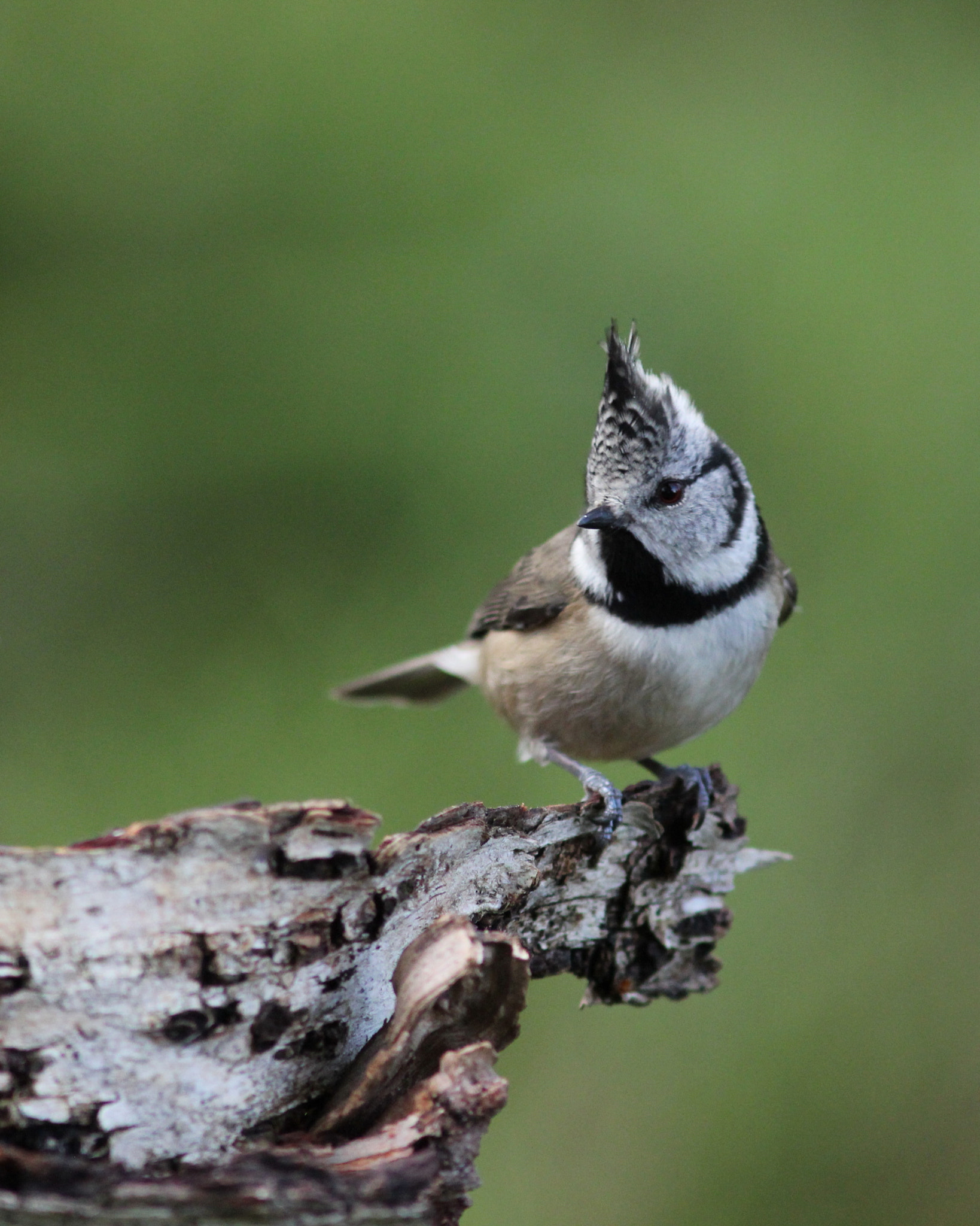 Canon EF 300mm F4L IS USM sample photo. Crested tit 1.jpg photography