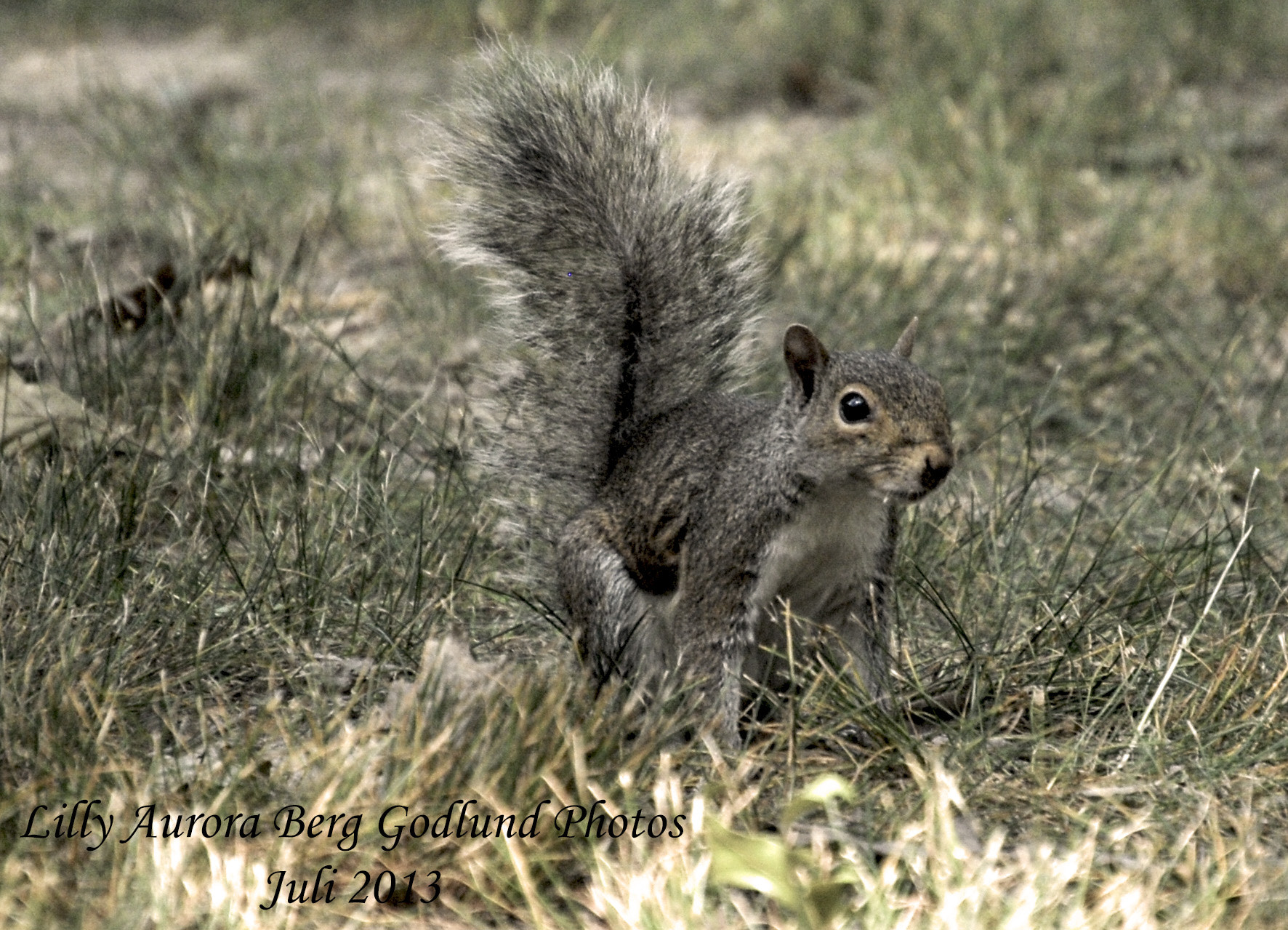 Nikon D200 sample photo. Squirrel photography
