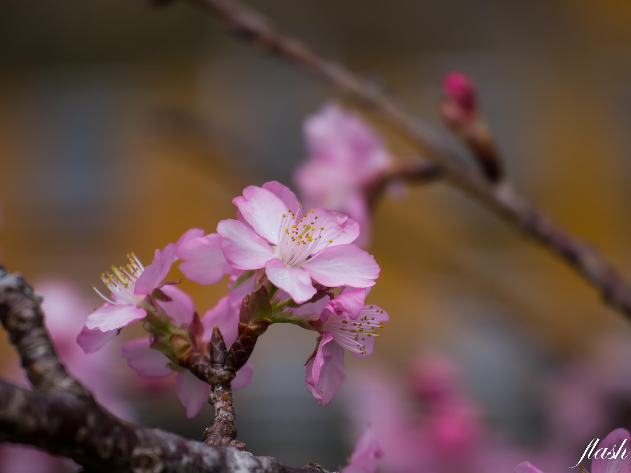 Panasonic Lumix DMC-GH2 sample photo. Sakura photography