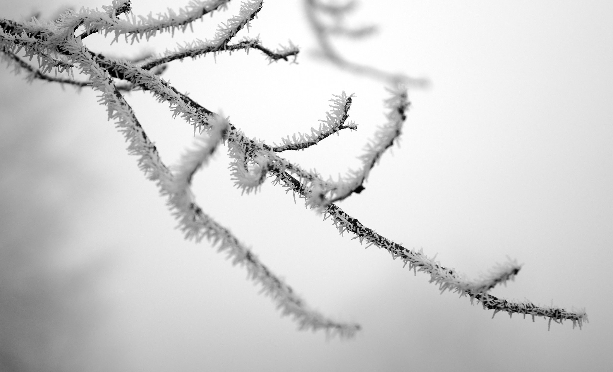 Sony Alpha NEX-7 + E 60mm F2.8 sample photo. Bench with icecrystals photography