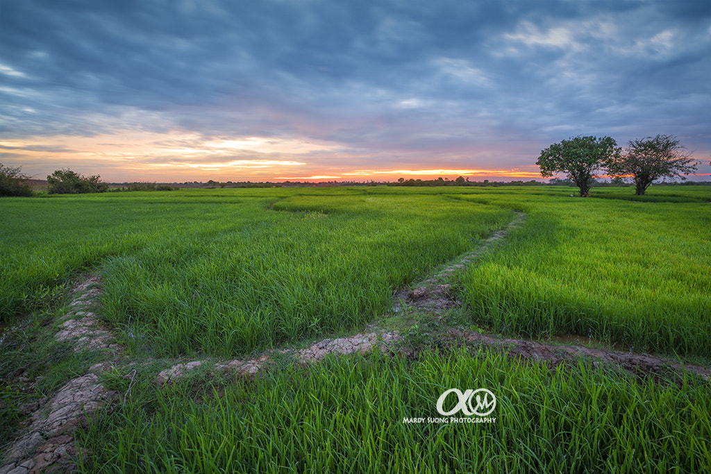 Sony Vario-Sonnar T* 16-35mm F2.8 ZA SSM II sample photo. Rice field ! (ខេត្តត្បូងឃ្មុំ) photography