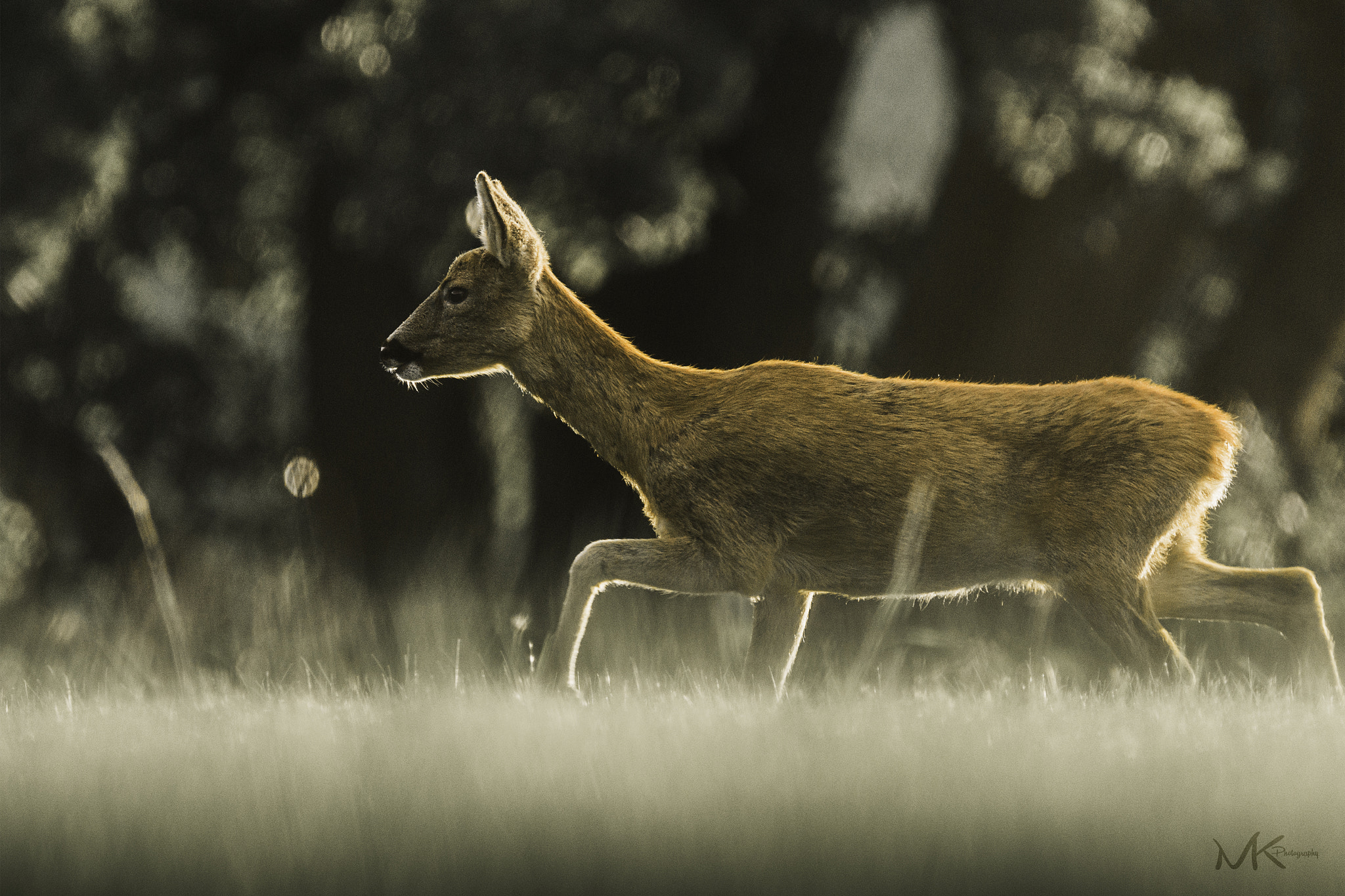 Sigma 150-600mm F5-6.3 DG OS HSM | C sample photo. On the run photography