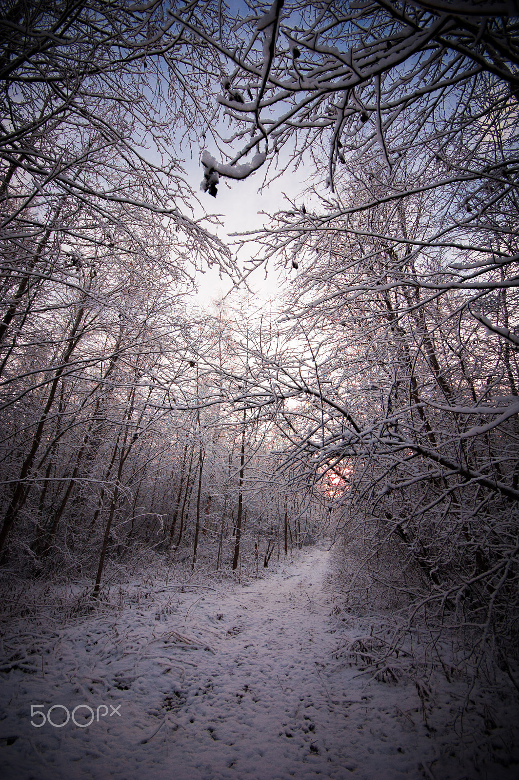 Sigma 10-20mm F4-5.6 EX DC HSM sample photo. Hidden winter path photography