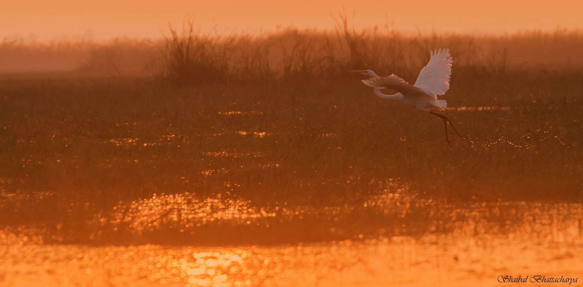Canon EF 70-200mm F4L USM sample photo. Egret at sunset photography