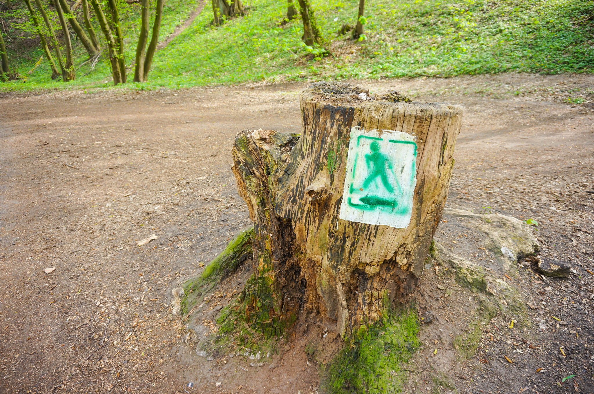 Sony E 16-50mm F3.5-5.6 PZ OSS sample photo. Tree trunk photography