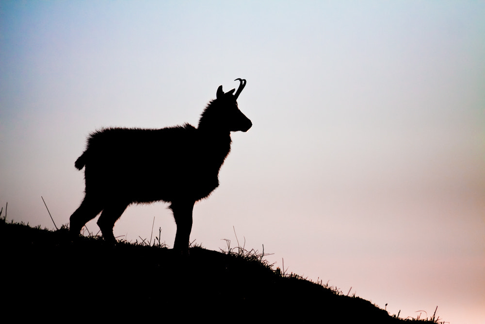 Canon EOS 50D + Canon EF 300mm F4L IS USM sample photo. Chamois photography