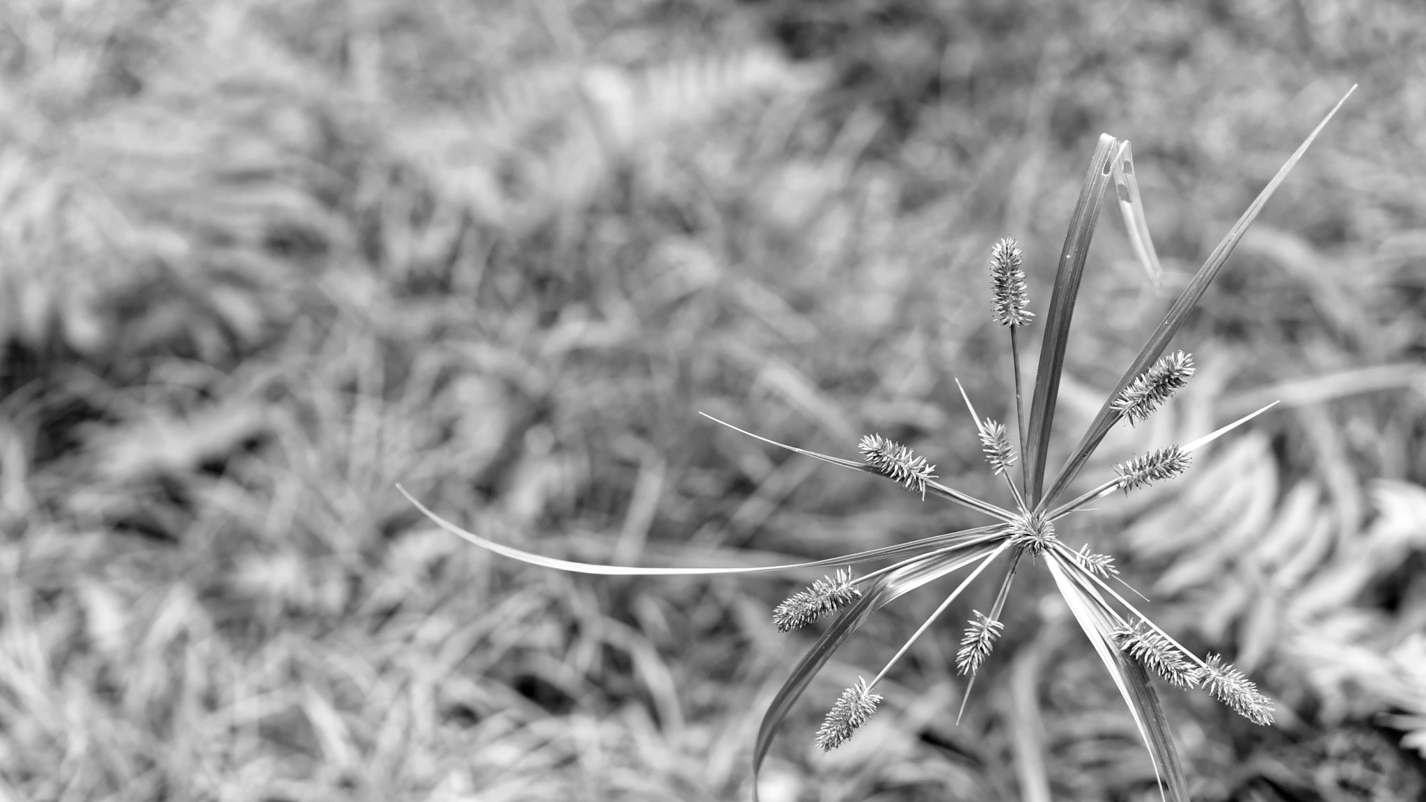 Sony Alpha NEX-7 + Sony E 35mm F1.8 OSS sample photo. Grass in black and white photography