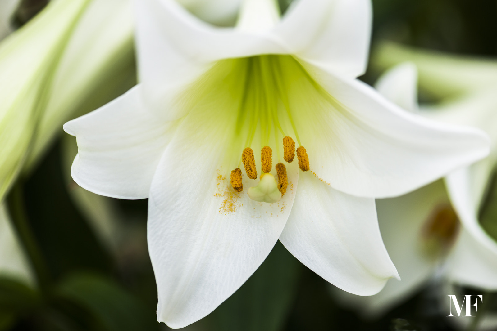 Nikon D3X sample photo. ...purity photography
