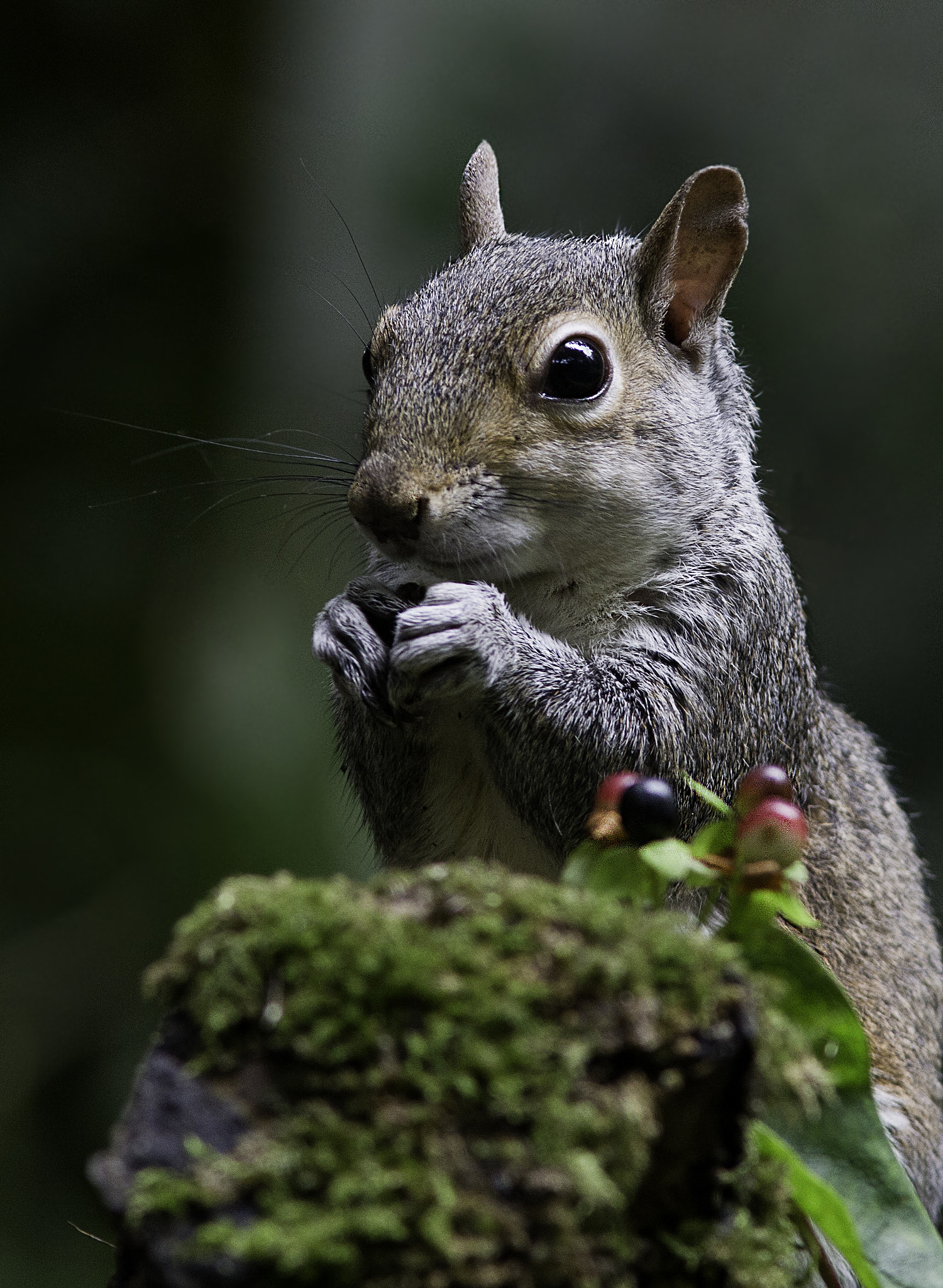 Canon EF 300mm F4L IS USM sample photo. Grey sqirrel. photography
