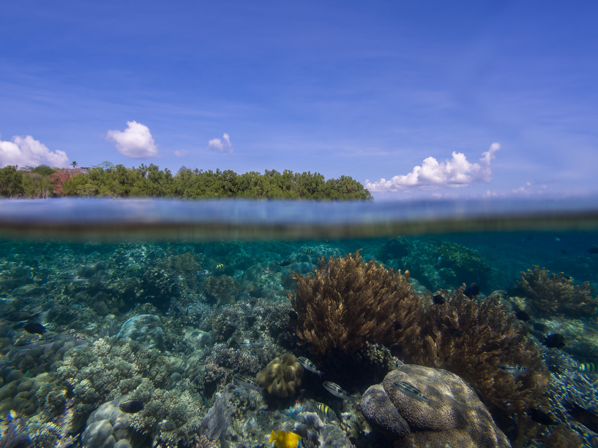 Olympus PEN E-PL5 + OLYMPUS M.9-18mm F4.0-5.6 sample photo. Reef life photography