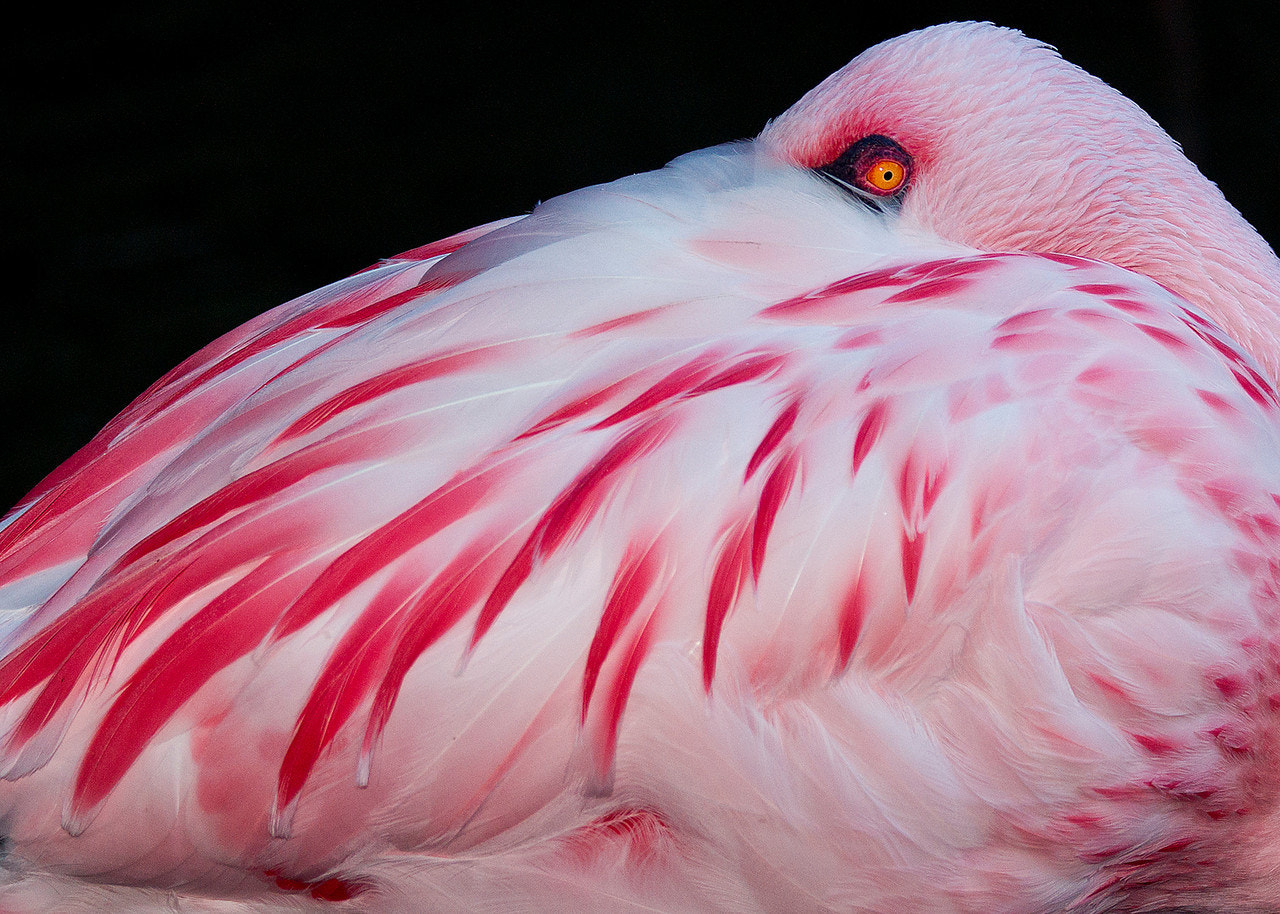 Sony Alpha DSLR-A550 + 70-400mm F4.0-5.6 G SSM sample photo. My eye photography