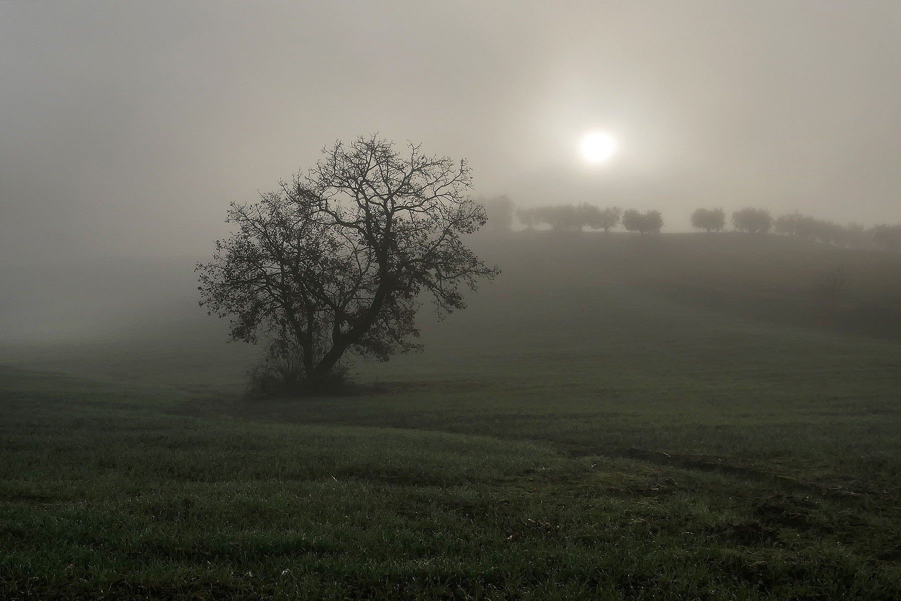 Panasonic Lumix DMC-G7 + OLYMPUS M.9-18mm F4.0-5.6 sample photo. Fog atmosphere... photography