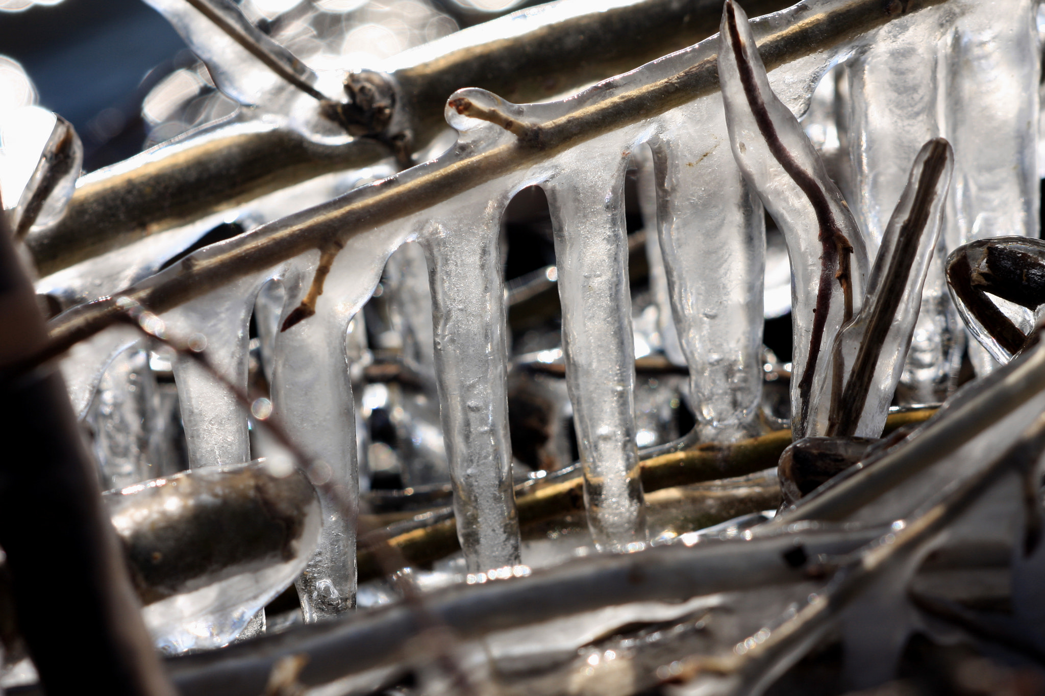 Sigma APO Macro 150mm f/2.8 EX DG HSM sample photo. Frozen photography