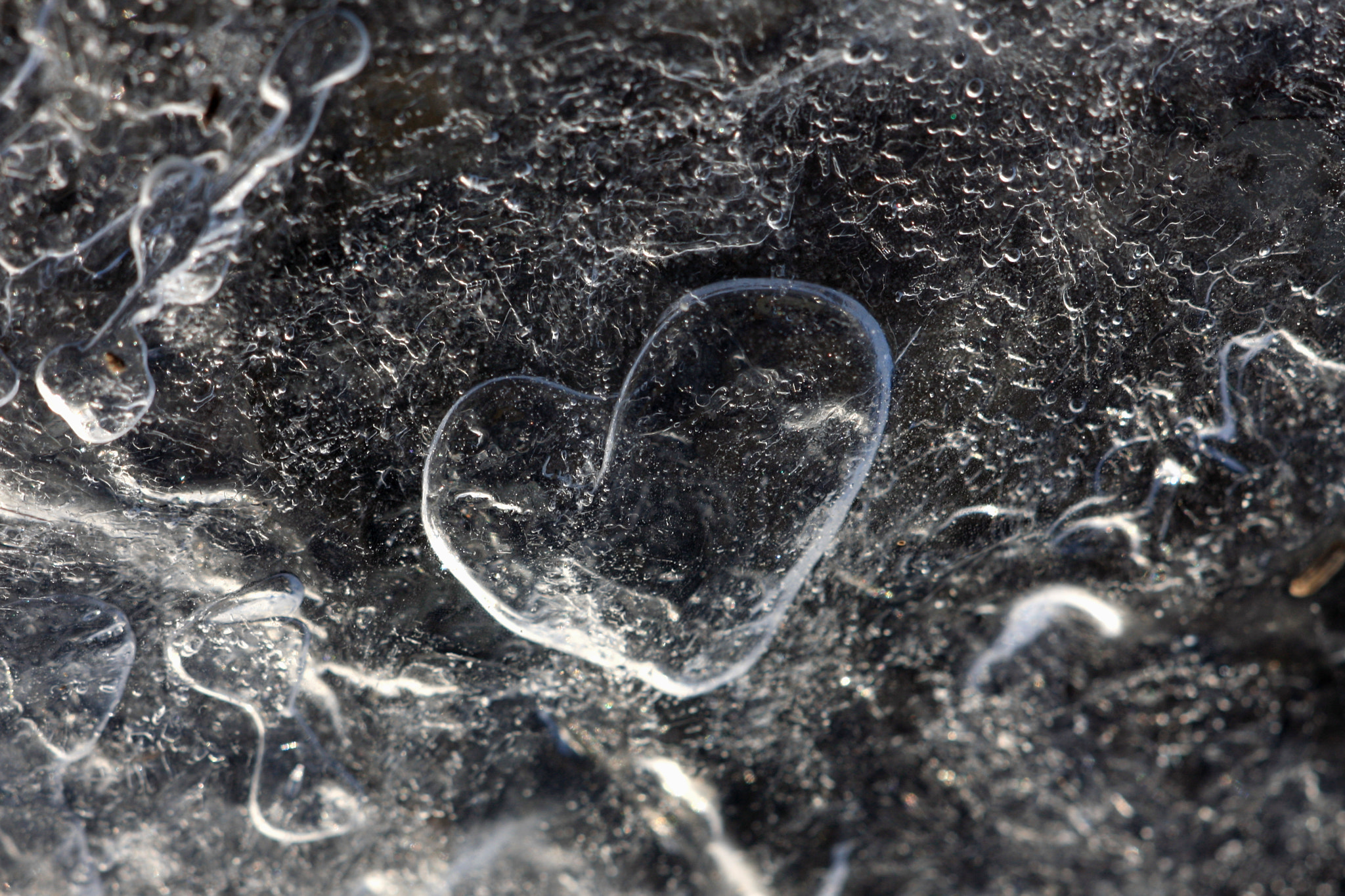 Sigma APO Macro 150mm f/2.8 EX DG HSM sample photo. Love is all around ii photography