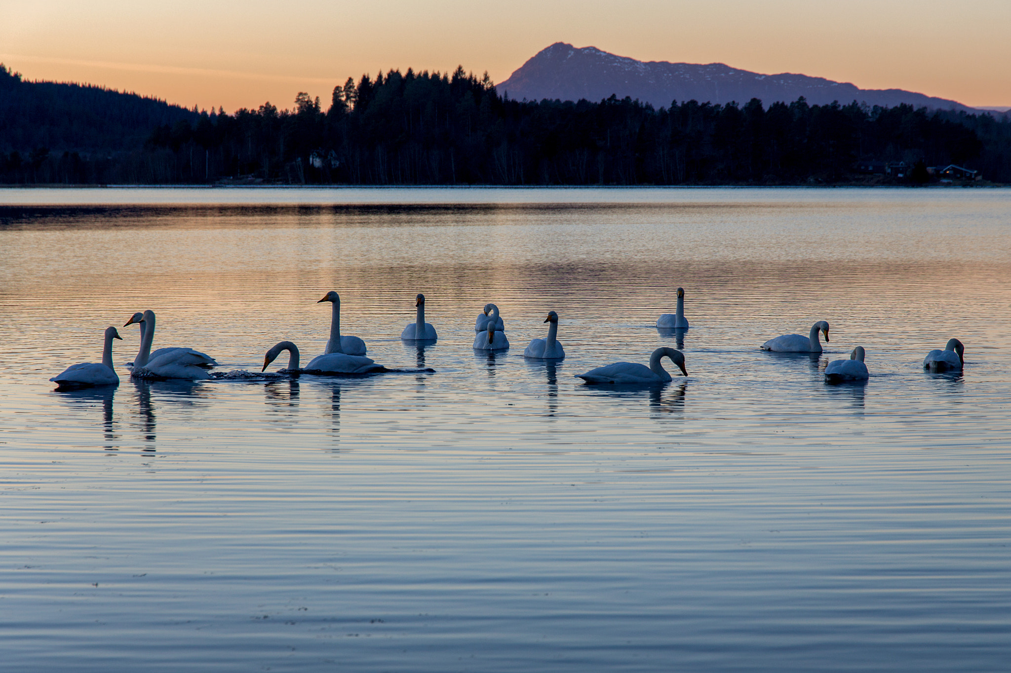 Canon EOS 6D + Canon EF 500mm F4L IS USM sample photo. Swan lake photography