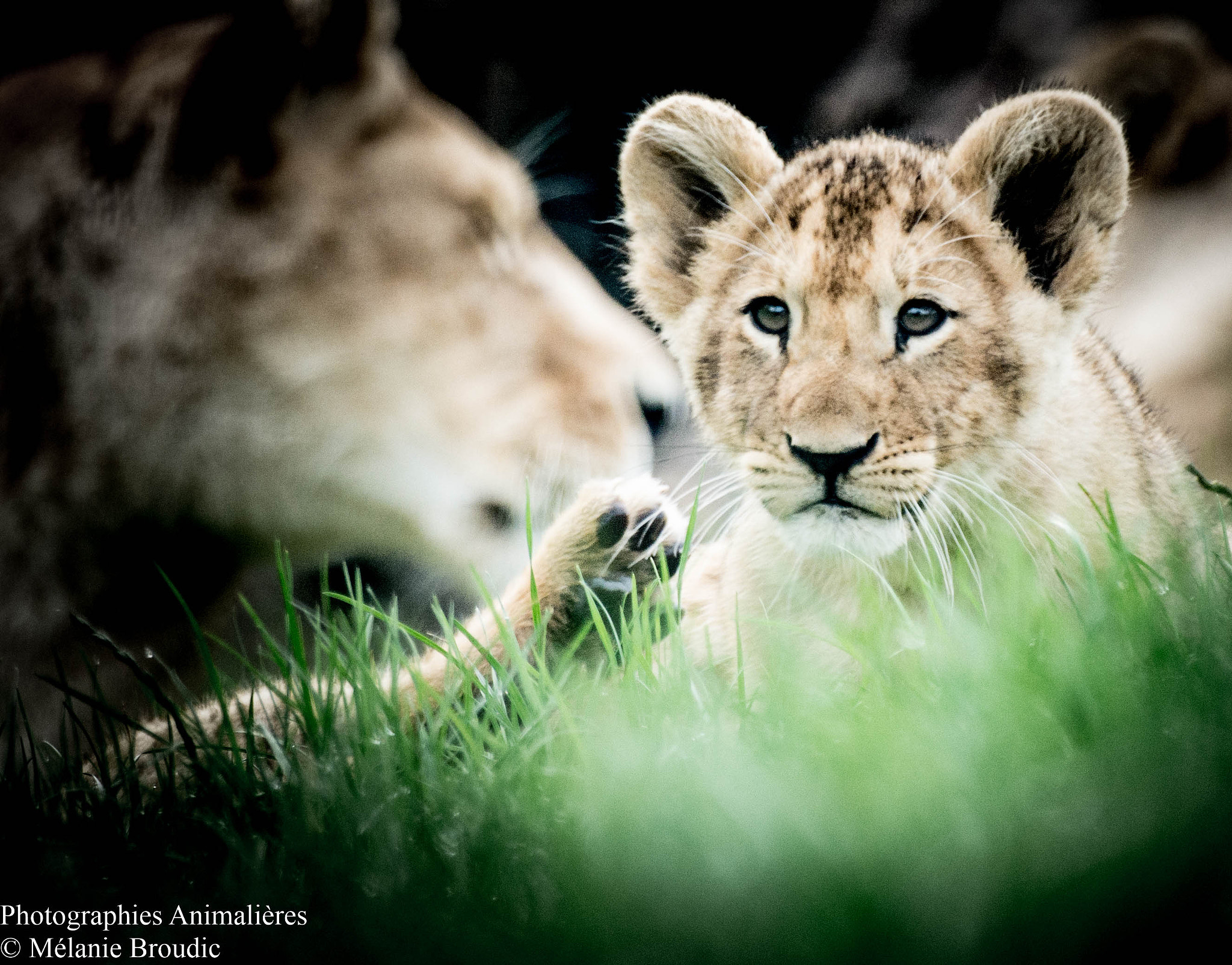 Pentax K-50 + Sigma sample photo. Lionceau photography