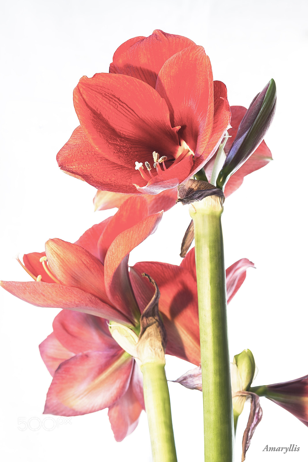 ZEISS Makro-Planar T* 100mm F2 sample photo. Amaryllis photography
