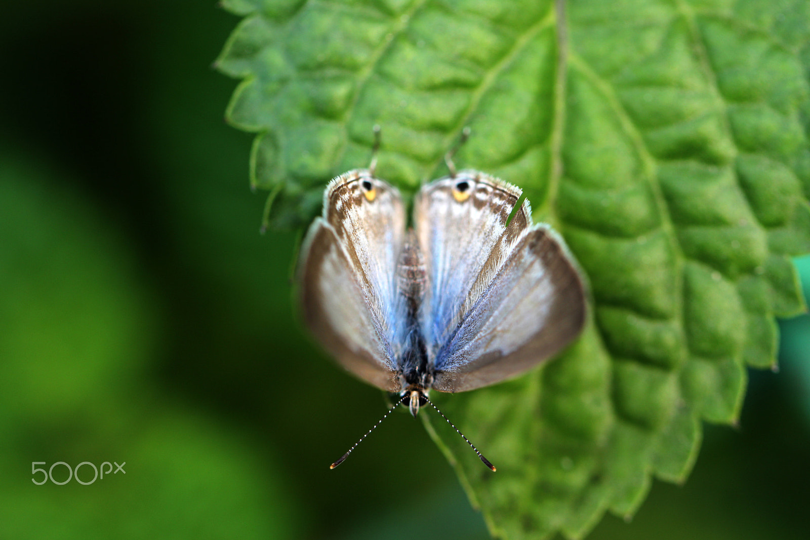Canon EF 100mm F2.8L Macro IS USM sample photo. Butterfly on leaf photography
